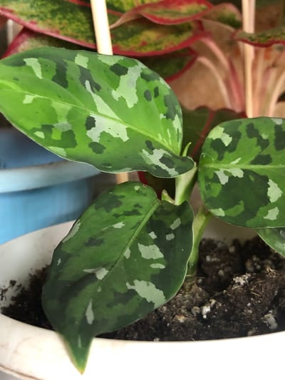 The image shows a close-up view of a potted plant with variegated green leaves. The leaves are oval-shaped with a pointed tip and feature irregular patches of lighter green and white. The plant is in a white pot filled with dark soil, which appears to have some small white perlite mixed in. In the background, other plants with red and green foliage are visible, along with a pale yellow vertical object, possibly a plant stake. The scene is indoors, and the lighting suggests it is daytime. The image does not depict any specific location in the city of Пионерский, Russia, or any people or actions.