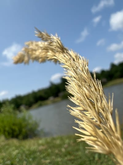 A close-up, shallow depth of field shot focuses on a dried stalk of grass in the foreground. The stalk is golden-brown and feathery, with individual blades pointing outwards. Behind the grass, a body of water, likely a lake or river, is visible, bordered by a lush green treeline. The sky above is a clear blue with scattered white clouds. The overall impression is a serene, natural landscape, potentially a park or rural area in Mykhalcha, Ukraine. There are no people or animals visible in the image.