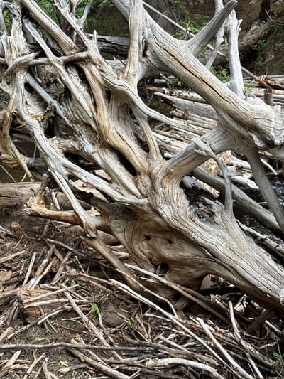 The image displays a close-up of weathered, grey driftwood accumulated on a forest floor. The wood features intricate, gnarled branches and a rough texture, with visible grain patterns and cracks. Small green sprouts are emerging from the debris in some areas. The background shows more driftwood and hints of green foliage, suggesting an outdoor, natural environment. The scene is devoid of any human presence or activity. The location is identified as Saint Elmo, United States.
