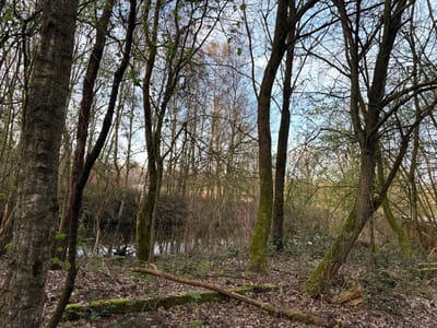 A wooded scene in Niel, Belgium, is depicted under a clear to partly cloudy blue sky. The foreground and midground are densely populated with numerous deciduous trees, many exhibiting early spring foliage with small green leaves. The tree trunks vary in diameter and possess textured bark, with some showing patches of green moss. The ground cover consists of a thick layer of brown, fallen leaves, interspersed with mossy patches and several fallen branches or logs. In the midground, through a break in the tree line, a dark, still body of water is visible, reflecting the surrounding vegetation. The lighting suggests either early morning or late afternoon conditions. No individuals or human-made objects are present within the frame.