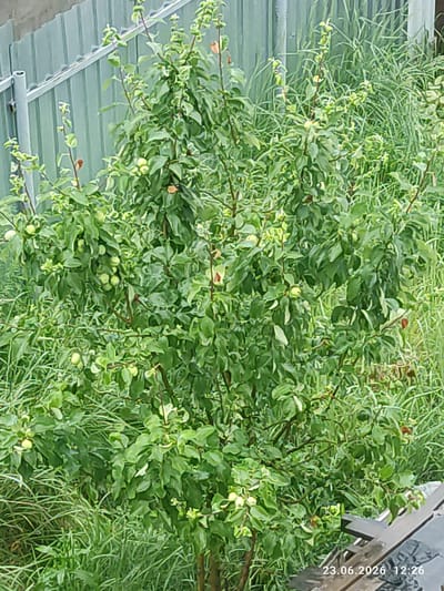 The image shows a green bush with leaves and small green fruits, possibly an apple tree, situated outdoors. A metal fence can be seen in the background, and tall green grass surrounds the bush. The scene appears to be in a garden or a natural outdoor setting. There is a timestamp in the lower right corner indicating "23.06.2026 12:26". The location is stated to be in the city of Kuyuki, Russia. There are no people or animals visible in the image.