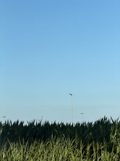 The image shows a bright blue sky above a dense field of tall green corn stalks. In the distance, a large construction crane is visible. There are also two tall light poles with multiple lights on top, one on the left and another on the right side of the image, also against the blue sky. The corn stalks are in sharp focus in the foreground, creating a textural and visually dominant element. The scene appears to be an outdoor agricultural or industrial setting. The location is not specified in the image itself, but the prompt mentions Cleves, Germany.