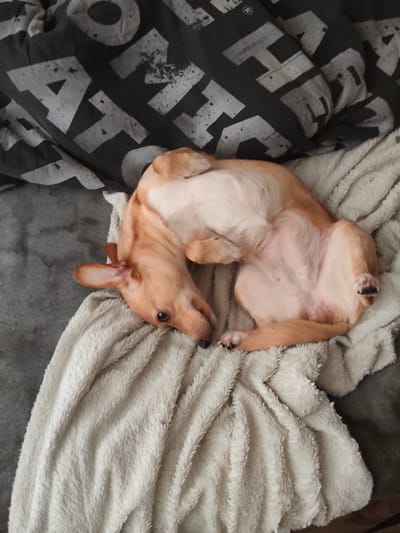 A light brown dog is lying on its back on a soft, cream-colored blanket. The dog's belly is exposed, and its paws are curled up. The dog is looking towards the left side of the frame with its eyes partially closed. Behind the dog, a dark grey blanket with a distressed white graphic pattern is visible. The overall scene appears to be indoors, possibly on a bed or couch, in a domestic setting. There is no information in the image to suggest its location within Андрэеўшчынскі сельскі Савет, Belarus.