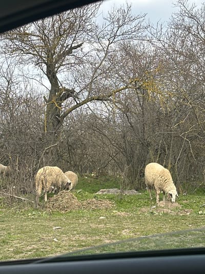 The image depicts an outdoor, rural scene captured from within a vehicle, showing a landscape in Omarchevo, Bulgaria. The foreground features a dark, horizontal line, indicative of a car's dashboard or windshield frame. In the midground, three sheep with cream-colored wool are observed. One sheep on the right grazes on sparse green grass and dirt, facing downwards with its head near the ground. Two other sheep are positioned to the left, also foraging on a patch of ground that includes a pile of dried organic matter. The ground itself is a mix of green grass, exposed dirt, and scattered small rocks. The background is densely populated with numerous bare deciduous trees and bushes, their branches devoid of leaves, suggesting a late winter or early spring season. A prominent, large tree with a thick trunk and gnarled branches stands in the upper left-center, with many branches, including those of smaller surrounding trees, exhibiting patches of yellow-green lichen. The sky, visible through the barren tree canopy, is uniformly overcast and light grey.
