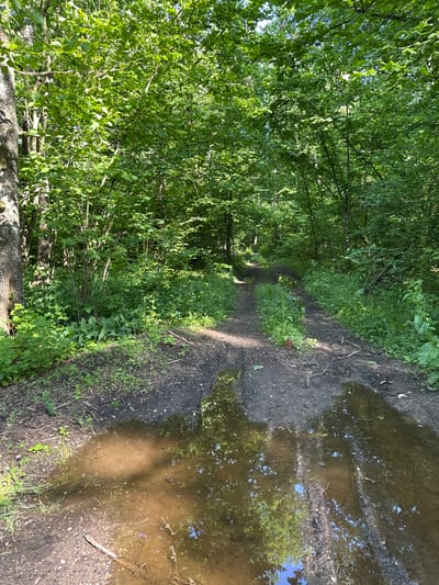 The media file shows a muddy path through a dense, green forest in Грозаўскі сельскі Савет, Belarus. Sunlight filters through the thick canopy of trees, illuminating a path that curves into the distance. On the right side of the path, several large puddles of muddy water reflect the surrounding foliage and the sky. The scene is lush and overgrown, with various types of vegetation crowding the edges of the path. The presence of puddles suggests recent rain or damp weather. The overall atmosphere is serene and natural, evoking a sense of peaceful isolation within the forest. There is no visible text in the media file.