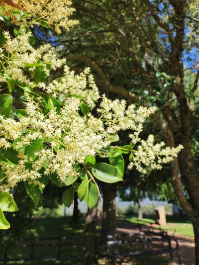 This is a close-up, eye-level, vertical, outdoor, daylight photograph of a flowering plant with small, clustered, creamy-white flowers and green leaves. The flowers and leaves are in sharp focus in the foreground. In the background, out of focus, are the branches and trunk of a large tree, with more greenery and a hint of blue sky visible through the foliage. Further in the background, a park-like setting is visible with trees, benches, a path, and a fence. The overall impression is a natural scene in an outdoor environment. Given the specific details about the location, this image was likely taken in Ledrada, Spain, possibly in a park or garden area.