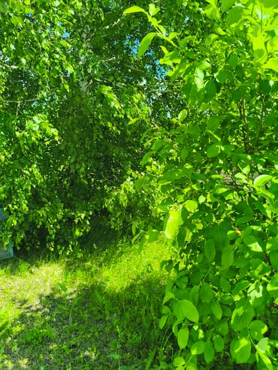 In the city of Ilmino, Russia, a vibrant summer scene unfolds with lush greenery dominating the frame. The foreground is characterized by a dense thicket of bright green leaves, likely from a deciduous tree, with sunlight dappling through the foliage. To the left, a white-barked birch tree is partially visible, its leaves also a vivid green against a bright blue sky. The ground beneath the trees is covered in a carpet of green grass and other low-lying vegetation, with patches of sunlight illuminating the uneven terrain. In the far left background, a portion of a light blue structure, possibly a beehive or a small shed, is visible. The overall impression is one of a verdant, sun-drenched natural environment.