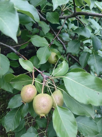 In Il'bukhtino, Russia, a close-up shot captures a branch of a pear tree laden with ripening green pears. The pears, varying in size and some showing blush-pink undertones, are clustered together amidst lush, dark green leaves. The branches are dark and woody, supporting the weight of the fruit. The background is softly blurred, suggesting a natural, outdoor setting in a garden or orchard. The lighting is diffused, indicating an overcast day or dappled shade.