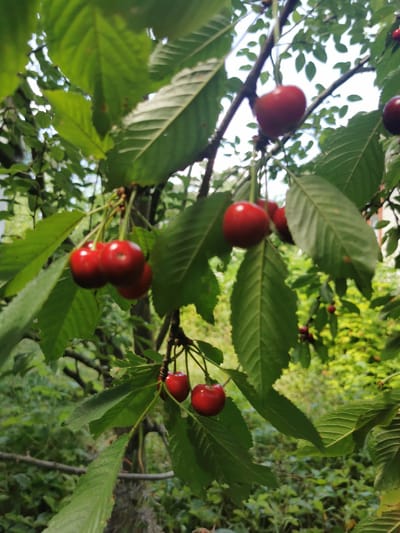 In Pociumbeni, Moldova, a cluster of ripe red cherries hangs from a tree branch, partially obscured by lush green leaves. The cherries are a deep red hue, indicating they are ready for harvest. The background consists of more foliage, suggesting an outdoor, natural setting. There are no people visible in the image, and the focus is solely on the fruit and the surrounding plant life.