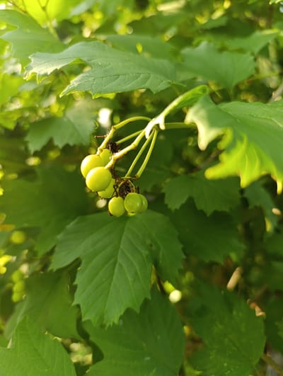 A cluster of unripe, pale green berries hangs from a thin branch amidst lush green foliage. The berries, spherical in shape, are densely packed on the stem, with some individual berries showing slight variations in size and fullness. The background is a blur of green leaves, some of which are illuminated by a bright, natural light source, suggesting an outdoor setting, likely in a natural environment. The image was taken in Мехонское, Russia.
