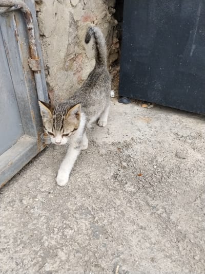 A tabby kitten walks on a rough concrete surface in what appears to be an outdoor setting, possibly near a building. The kitten has grey and brown stripes, white paws, and large ears. Its tail is curved upwards. To the left of the kitten is a weathered, grey metal gate or door with visible rust. Behind the gate, a rough stone wall is visible. To the right of the kitten is a large, dark, matte-finished metal object, possibly another door or panel, with a black circular foot visible at its base. The ground is uneven concrete with small pebbles and debris. The scene is lit by natural light, suggesting daytime. The kitten appears alert and is looking downwards as it walks. The location is identified as Gori, Georgia.