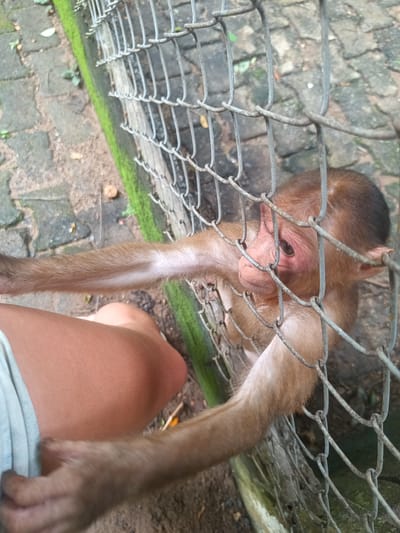 A monkey is reaching through a wire fence. The monkey has tan fur and a red face. The arm of a person is visible, wearing a light blue shirt. The location appears to be an outdoor enclosure in Takdat, Thailand, as per the prompt. The background shows a mossy brick or stone surface.