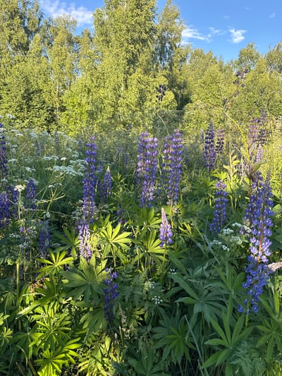 A sun-drenched, lush meadow in Ostrovskoye, Russia, is alive with vibrant purple lupine and delicate white wildflowers, bordered by a dense forest of tall, leafy green trees under a clear blue sky with scattered white clouds. The foreground is dominated by the tall spikes of lupine flowers and broad, palmate leaves of the same plant, interspersed with smaller white blossoms. The lighting suggests it is late afternoon or early morning, with long shadows cast by the sun, highlighting the textures and colors of the foliage and flowers. The scene is one of natural beauty and tranquility.