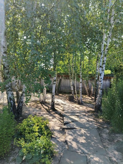 A pathway of large, irregular flagstones winds through a grove of birch trees. The trees have characteristic white bark with black markings and are covered in lush green leaves, casting dappled shadows on the sandy ground and the path. To the left of the path, a low-lying bush with clusters of small yellow flowers is in bloom, alongside a tall, green plant with long, slender leaves. In the background, a rustic wooden fence creates a boundary. The scene is bathed in the warm light of what appears to be a sunny afternoon, with bright sunlight filtering through the leaves. The overall atmosphere is serene and natural, suggesting a peaceful outdoor setting. There is no visible text in the image.