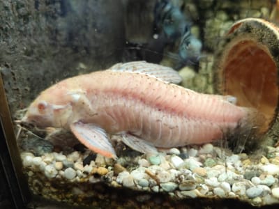 The media file shows a close-up view of a pale pink fish swimming in an aquarium. The fish is positioned horizontally, facing left, with its body partially obscuring the background. It has a long, slender body with visible scales and small dark spots scattered across its skin. The fish has red eyes and a pale pectoral fin with orange and blue markings. Its dorsal fin is visible, featuring a pattern of light blue lines.
The aquarium contains a gravel substrate at the bottom, composed of various small pebbles in shades of white, grey, brown, and green. Some dark algae or debris is visible among the gravel, particularly towards the front of the tank. In the background, a curved, terracotta-colored object, possibly a ceramic cave or decoration, is partially visible on the right side. Behind the main fish, two other fish with bluish-grey bodies and dark stripes can be seen. They appear to be swimming further back in the aquarium.
The lighting in the aquarium creates a slightly dim and reflective environment. The focus is primarily on the pale fish, with the background elements softly blurred. There is no visible text in the media file. The scene depicts a naturalistic aquarium setting, likely a freshwater environment given the types of fish and substrate.
