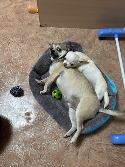 Two small dogs, one tan and white, the other primarily white, are resting on a round, plush gray dog bed with a blue rim. The tan and white dog is lying on its back, with its legs extended. The white dog is curled up on top of the tan and white dog, resting its head on the other dog's side. A small green and yellow ball is next to the dogs on the bed, and a dark blue rope toy is on the floor to the left. The dogs are on a tiled floor that appears to be a mottled brown color with a textured pattern. In the background, a light brown wooden surface is visible, possibly part of a cabinet or furniture. A blue plastic object, resembling a handle or part of a toy, is to the right of the dog bed. A small yellow object, possibly a toy, is positioned on the brown surface in the upper left corner. There is no indication of the specific location within the city of Mirniy, Russia.