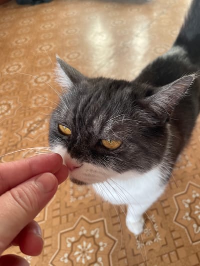 A close-up, high-angle shot shows a black and white cat with yellow eyes being offered a treat by a person's finger. The cat's nose is touching the finger as it sniffs the treat. The cat has grey fur on its head and back, with white fur on its chest and paws. The background is a brown tiled floor with a repeating star-like pattern. The scene appears to be indoors, likely in a home. The specific location in the city of Yelets, Russia, cannot be determined from the image alone.
