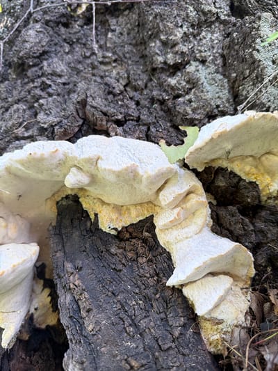 A close-up, eye-level shot captures a cluster of large, white, shelf-like fungi growing on the dark, textured bark of a tree trunk. The fungi are layered, with some appearing more mature and layered than others. The texture of the fungi is porous and slightly irregular, with some yellowish discoloration visible on the underside and edges. The tree bark is rough and deeply grooved, indicating age and exposure. The background is out of focus but suggests a natural environment with hints of green foliage and dry leaves on the ground. The lighting is natural, casting subtle shadows and highlighting the textures of both the fungi and the bark. No people or actions are depicted. The location is identified as Altayskiye Zori, Russia.
