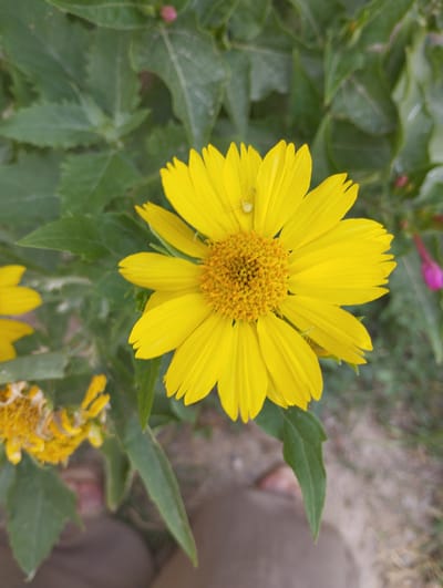 This is a close-up, top-down shot of a bright yellow daisy-like flower, likely blooming in a garden setting. The flower is the central subject, with its vibrant yellow petals radiating outwards from a textured, darker yellow center. A small, pale yellow spider is visible on one of the flower's petals, adding a tiny detail of wildlife.

The flower is surrounded by lush green foliage, which forms a natural backdrop for the bloom. Some of these leaves are out of focus, emphasizing the sharpness of the main flower. To the left, another smaller, less developed yellow flower is partially visible. In the background, hints of pink bud-like flowers can be seen, along with the blurred suggestion of the ground, possibly soil or gravel. The lower part of the image shows a person's legs and feet, clothed in brown trousers, suggesting the photographer's presence.

The lighting appears natural, consistent with daylight, and there are no strong shadows, indicating it might be a cloudy day or that the sun is not directly overhead. The scene evokes a sense of natural beauty and a peaceful outdoor environment. The focus is on the delicate details of the flora, with the human presence being secondary and grounding the scene in a real-world location. No text is visible in the image. The location context of Zarafshan, Uzbekistan, suggests a potentially arid or semi-arid climate where such flowers might be cultivated.