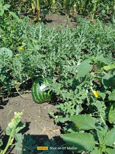 A small, striped watermelon rests on dark soil amidst the sprawling, green foliage of a watermelon patch. Several yellow flowers are visible among the leaves, and the stalks of taller plants, possibly corn, are in the background. The scene is illuminated by bright sunlight, casting shadows on the ground. The image also contains a watermark at the bottom right corner indicating it was "Shot on GT Master" by "realme". The location is the village of Moldoveanca, Moldova.