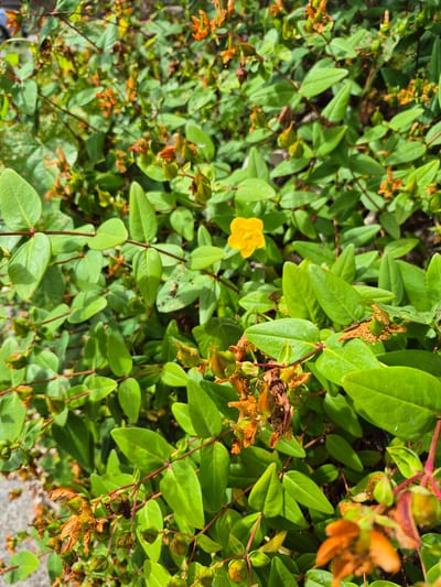 This is a close-up, eye-level shot of a dense shrub, likely St. John's Wort, with numerous small green leaves and several developing seed pods. A single, small, bright yellow flower is visible in the upper center of the frame. The background is a blur of more green foliage and some reddish stems. The ground, partially visible on the left, appears to be a gravel path. The lighting suggests it is daytime, with dappled sunlight. The image is taken in Central Park, Ireland.