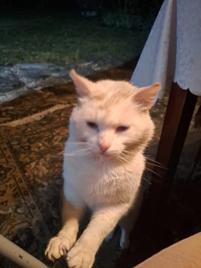 An upward-angled shot captures a light-colored cat, predominantly white or cream with subtle ginger markings around its ears and muzzle. The cat is positioned on a patterned rug, looking towards the viewer with its eyes partially closed, giving it a calm or sleepy expression. Its whiskers are prominent, and its front paws, showing some claws, are visible on the rug.
The setting appears to be an indoor or semi-sheltered area, possibly a porch, in Полянки, Russia. To the left, a dark area with faint hints of green suggests an outdoor garden or foliage, visible through an opening or window. Above this, a light-colored surface, possibly a tablecloth or part of a structure, is visible. Behind the cat, a dark wooden surface can be seen. The overall lighting is dim, indicating either evening or night. A light-colored pipe or bar is present in the lower right corner of the frame. There is no visible text in the image.