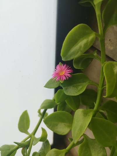 An extreme close-up shot captures a delicate pink flower with a yellow center, surrounded by succulent green leaves. The plant's stem is visible, curving upwards and out of frame. The background consists of a blurred white area on the left, possibly a wall or window, and a darker, textured surface on the right, potentially a concrete wall. The lighting appears to be natural and diffused. The image is a detailed macro photograph of a flowering plant, with no visible human presence or activity. The setting is not identifiable as being in Jerez, Spain based solely on the visual information provided.
