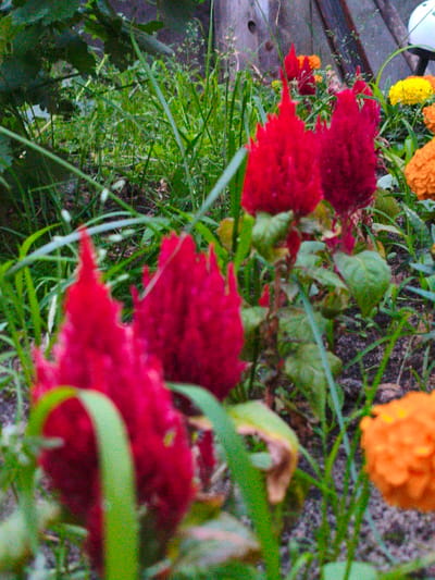 The image shows a close-up of a garden bed filled with vibrant red celosia flowers, also known as cockscomb, and other colorful blooms, including yellow and orange marigolds. Green grass and foliage surround the flowers, with a blurred wooden fence in the background. There is a white object, possibly a helmet or a light fixture, visible in the upper right corner of the frame. The scene appears to be an outdoor setting in a garden or park, and the overall impression is one of natural beauty and growth. The image does not provide any specific clues about its location in the city of Kotovsk, Russia, beyond it being an outdoor environment.