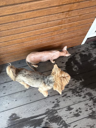 The image shows a sphynx cat and a Yorkshire terrier on a wet, dark wooden deck. The deck is adjacent to a wooden wall. The sphynx cat is light pink and appears to be lying down. The Yorkshire terrier is mostly grey and tan with fluffy fur, and it is standing. The deck has visible water stains and some scattered debris. The scene is outdoors, with the wooden wall providing a backdrop. There is no visible indication of the specific city or region beyond what was provided in the prompt.