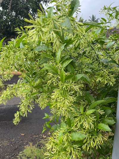 This is a close-up, eye-level, vertical shot of a dense cluster of pale green, tubular flower buds and vibrant green leaves of a flowering plant, likely a night-blooming jasmine (Cestrum nocturnum), in Jambearum, Indonesia. The plant is in full bloom, with numerous flower stalks densely packed together, creating a frothy appearance. Some buds are open, revealing delicate white structures. The leaves are ovate, glossy, and a rich emerald green. The background is softly blurred, showing a grey, overcast sky, suggesting a humid or rainy day. To the left, a wet, dark asphalt road is visible, with some loose gravel and a patch of green grass. In the far background, palm fronds and hints of residential structures are discernible, indicating an outdoor setting within a neighborhood. The lighting is diffused, casting no harsh shadows, and the overall scene is rich in natural textures and soft colors. No people are present in the image.