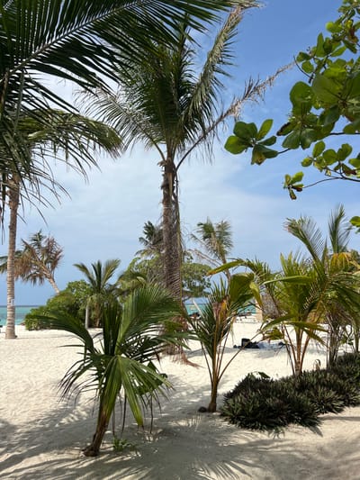 The scene captures a tropical beach with a vibrant array of palm trees against a clear blue sky. The trees are of varying sizes, some towering with full green fronds, others young and still developing. A patch of dark green foliage sits on the sandy ground. Shadows from the trees stretch across the white sand, hinting at the bright sunlight overhead. The calm, turquoise ocean can be glimpsed in the distance, completing the idyllic beach setting.
