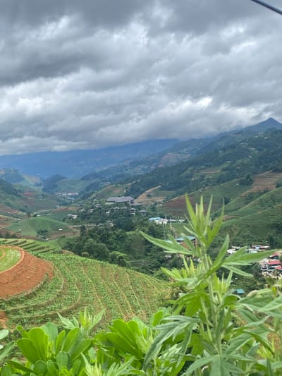 This image presents a wide-angle view of a mountainous, agricultural landscape in Pung Luong, Vietnam, under an overcast sky. The upper third of the frame is filled with a dense, uniform layer of grey clouds.

The mid-ground and background are dominated by multiple receding layers of lush green mountains and hills. These landforms are extensively terraced for cultivation. In the left mid-ground, a large, crescent-shaped terraced field contains standing water, reflecting the sky. Adjacent and below this, other terraced sections show reddish-brown tilled earth and vibrant green crops planted in parallel rows. Scattered small buildings and residential structures with various roof colors, including dark and light shades, are visible across the hillsides and within the valleys. A cluster of larger, contemporary-looking buildings with dark, sloped roofs is situated on a hillside in the mid-right.

The immediate foreground is occupied by prominent green foliage. On the bottom left, several broad, smooth-edged leaves are present, slightly out of focus. Towards the center-right, a taller, multi-stemmed plant with elongated, serrated green leaves stands in clearer focus, partially obscuring the view of the distant hills.

The lighting is soft and diffused, characteristic of an overcast day. No individuals or animals are discernible in the scene.
