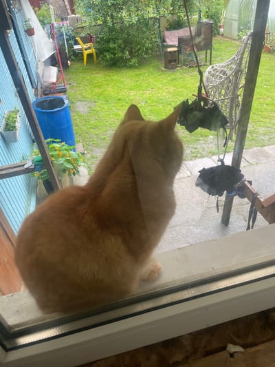 An orange cat sits on a windowsill, looking out at a backyard in Sazhenka, Russia. The backyard features a blue barrel, a yellow chair, a greenhouse, and various plants and gardening equipment. The cat's fur is short and fluffy. The scene is viewed through a window, with reflections visible on the glass. The weather appears to be overcast or rainy.