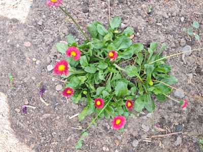An overhead shot shows a cluster of pink daisies with yellow centers growing in dry, rocky soil. The daisies are in various stages of bloom, with some fully open and others still budding. The soil is a mix of dirt, small pebbles, and dry plant debris. The scene appears to be outdoors, possibly in a garden or uncultivated area in or near the city of Kaskasu, Kyrgyzstan. There are no people visible in the image.