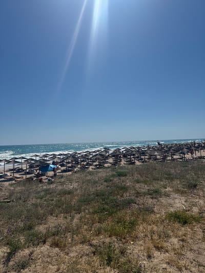 The image depicts a wide view of a crowded beach resort in Shabla, Bulgaria, under a clear blue sky with bright sunlight. The foreground is a sandy dune with sparse, dry vegetation and some small purple flowers. Beyond the dune, a large number of thatched umbrellas and sunbeds are arranged in neat rows on the sandy beach. A section of the turquoise sea with moderate waves is visible in the middle ground, stretching to the horizon under the bright sky. The scene suggests a typical summer day at a popular seaside destination.