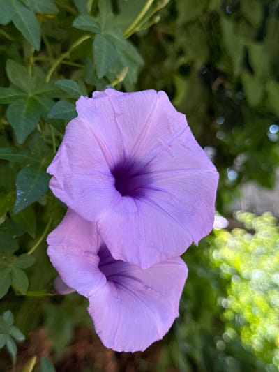 The image shows a close-up of two light purple morning glory flowers with delicate veins on their petals. The flowers are positioned vertically, with one slightly above the other. The background consists of blurred green foliage and some bokeh circles, suggesting an outdoor setting. There are no people, animals, or man-made objects visible in the image. The scene appears to be a detail shot focusing solely on the flora, likely in a garden or natural environment. The location in Katzrin, Israel, is not visually indicated within the image itself.