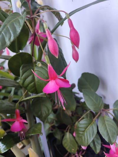 A close-up, eye-level, medium shot captures a flowering fuchsia plant against a light-colored, out-of-focus background that appears to be a wall. The plant has dark green, glossy leaves with visible veins and several delicate, drooping fuchsia flowers in shades of vibrant pink and magenta. Some of the flowers are fully bloomed, showcasing their intricate petal structures and long, thin stamens, while others are still in bud formation, appearing as elongated, velvety pink teardrops. The plant is positioned centrally in the frame, with the flowers and foliage filling most of the image. The lighting is soft and even, highlighting the textures of the leaves and petals. The specific location in Shimanovsk, Russia, cannot be determined from the visual information present in the image.