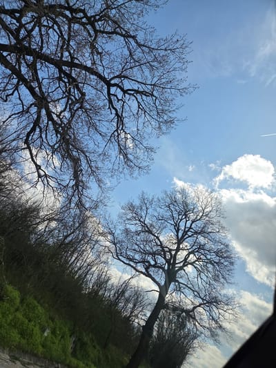 The image shows a view looking up at the sky through bare tree branches. Two large trees are prominent, one on the left and one on the right. The sky is blue with scattered white clouds. A contrail from an aircraft is visible in the upper left. The ground is visible on the right side of the image with green vegetation. It is taken in Koilovtsi, Bulgaria.