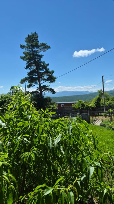 The image depicts a bright, sunny day in a rural area, likely the outskirts of Neftegorsk, Russia, given the context of the surrounding environment. In the foreground, lush green foliage dominates, with long, vibrant leaves creating a dense canopy that obscures the ground beneath. To the left and slightly behind this foreground vegetation, a tall, solitary pine tree stands prominently against a clear blue sky dotted with a few wispy white clouds.

Further into the scene, a rustic wooden structure, resembling a small shed or outbuilding, is visible with a single small square window. This building is partially surrounded by a wooden fence. Beyond the fence, a chain-link fence is also present, and further still, a grassy area slopes upwards towards a distant mountain range. A utility pole with wires running across the frame is situated on the right side of the image, indicating the presence of infrastructure. The overall impression is one of a peaceful, sun-drenched rural landscape with signs of human habitation.