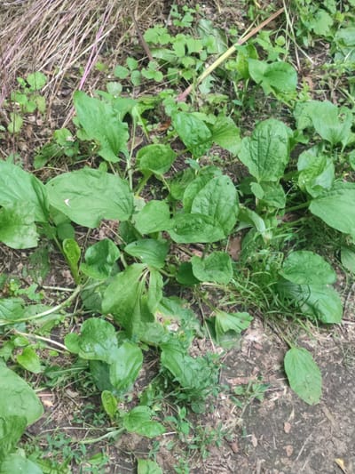 The image depicts a close-up, overhead view of several broad, green leaves of plantain plants growing on a patch of earth in Terno-Lozuvatka, Ukraine. The leaves are oval-shaped with prominent parallel veins and some appear slightly crinkled. The ground beneath the plants is a mixture of dark soil, dry brown grass or straw, and some scattered debris. In the background, there are more dry, thin stalks of grass or weeds. The lighting suggests an outdoor, natural environment. There are no people or animals visible in the image.
