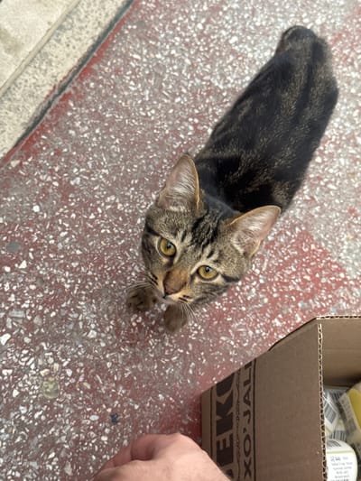 A tabby cat with dark stripes and yellow eyes is on a speckled red surface, looking up. To the right of the cat is a cardboard box, partially visible. A human hand is in the lower left corner of the image, reaching towards the cat. The background appears to be an outdoor urban environment.