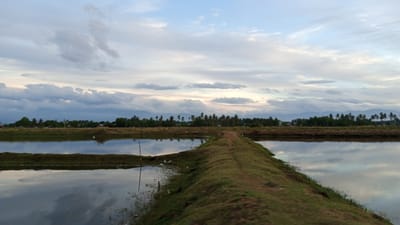 This image depicts a serene landscape in Pasi ie Leubeue, Indonesia, at what appears to be dusk or early morning. A narrow, grassy path bisects the frame, leading towards a distant line of trees and mountains. On either side of the path, still water bodies reflect the cloudy sky, which is a mix of soft blues and grays with streaks of white. The water on the left seems to be a pond or paddy field, with patches of green grass and vegetation emerging from it, and a few white birds are visible near the water's edge. The water on the right is also calm, reflecting the surrounding environment. The distant treeline consists of various trees, including palm trees, and beyond them, hazy mountains form the backdrop. The overall impression is one of tranquility and natural beauty in a rural setting.