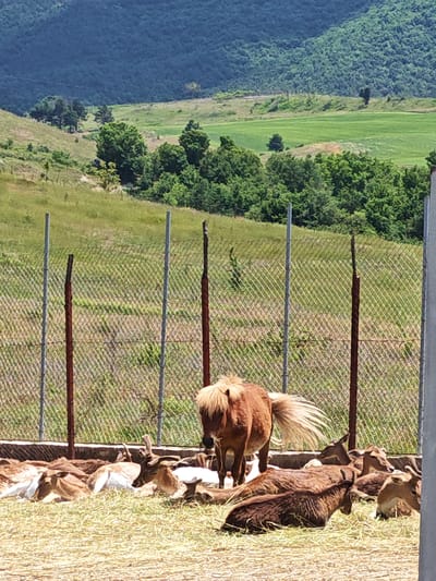 The image presents a sunlit outdoor scene, likely an animal enclosure within a sanctuary or farm, set against a hilly, verdant landscape in Hadzhidimovo, Bulgaria.
In the immediate foreground, a light brown pony with a prominent, flowing blonde mane and tail stands centrally, its back partially facing the viewer. Its tail is particularly striking, fanned out and catching the light. Surrounding the pony and extending across the lower half of the frame is a group of various deer-like animals, or possibly goats, resting on a bed of dry grass or hay. These animals display diverse shades of brown and white fur, with some individuals exhibiting antlers, indicative of male deer. They appear to be in a calm and relaxed state, some lying completely prone while others are partially visible.
Behind the animals, a chain-link fence with several vertical posts—some metallic grey, others rusted brown—delineates the enclosure. Beyond the fence, a expansive, lush green landscape unfolds, characterized by rolling hills, meadows, and scattered clusters of trees. Further back, denser forests cover more prominent hills, suggesting a mountainous or very hilly region. The bright, clear lighting and strong shadows indicate it is a sunny day, likely during the late morning or early afternoon. There is no visible text in the image.
