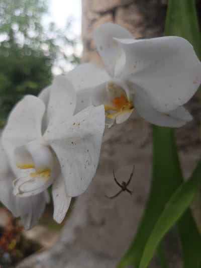 The image captures a close-up, shallow depth of field view of two white orchid flowers and a spider, located in Limbangan Sari, Indonesia. Two Phalaenopsis orchids dominate the foreground and midground, exhibiting white petals with yellow and orange centers. Small, dark brown speckles are visible across the petals of both flowers. The flower on the right is slightly more in focus than the one on the left. Suspended in the air between the two orchid flowers and slightly below the right one, a dark-bodied spider with yellow or white banded legs is visible, holding its legs in an 'X' formation. A blurred, light-colored stone or concrete pillar is visible vertically behind the flowers. Further in the background, out-of-focus green foliage and a bright sky are discernible. No human subjects are present. The scene is illuminated by natural light.