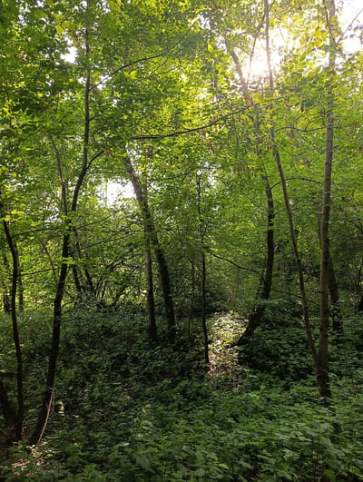 The image depicts a sun-dappled forest floor and lower canopy in Uniejów, Poland. Numerous trees with green foliage are visible, with sunlight filtering through the leaves and branches, creating bright patches on the densely vegetated ground. The undergrowth is thick with various green plants and leaves. The scene appears to be a natural woodland area, possibly a park or a nature reserve within or on the outskirts of the city. No people or animals are present in the image. The overall impression is one of a lush, verdant forest in daylight.