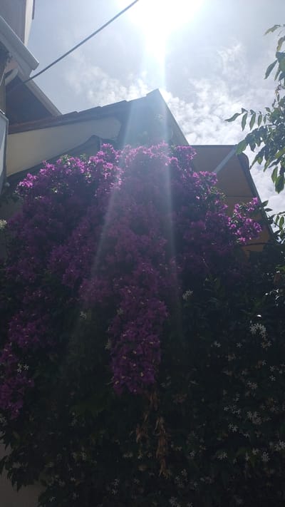 The image depicts a building facade covered in vibrant purple bougainvillea flowers, set against a bright, sunlit sky with scattered clouds. The sun's rays create lens flare effects, illuminating the scene. A portion of a building roof and gutter system is visible at the top left, suggesting an urban or semi-urban setting. The flowering plants are abundant, creating a lush, almost overwhelming display of color. Some smaller white flowers are also interspersed among the foliage. The lower part of the image is darker, with dense greenery and shadows. The scene appears to be located outdoors, likely in a Mediterranean climate, consistent with the location of Νέα Μηχανιώνα, Greece. There are no people or animals visible in the image.