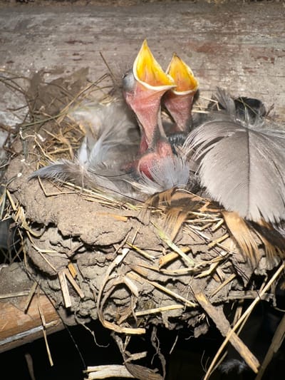 Two young birds with open mouths are nestled in a muddy and straw-lined nest. The birds have pink skin, gray downy feathers, and bright yellow mouths. Large gray and brown feathers surround them within the nest. The nest appears to be situated on a wooden surface, possibly a rafter or beam, in a dark, enclosed space. The location is identified as a bird's nest in Humlebæk, Denmark.