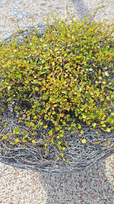 This is a top-down, close-up, forensic photograph of a potted plant with small green and yellow leaves and thin brown stems. The plant is contained within a woven wire basket that sits on a surface of small, light-colored pebbles. The background consists of more of these pebbles. The scene is lit by natural light, casting subtle shadows. There are no people or animals visible in the image. The environment appears to be outdoors. The photograph was taken in Flokši, Latvia.