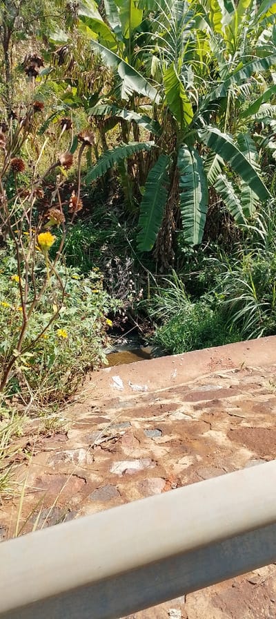 The image depicts a rural or semi-rural outdoor environment, identified as South Kasipul ward, Kenya. In the immediate foreground, a light-colored, horizontal guardrail or pipe structure runs along the bottom. Above this, a rough, reddish-brown surface, appearing to be degraded pavement or compacted earth with embedded stones and lighter patches of debris, extends across the lower portion of the frame. Beyond this surface, a narrow, shallow stream of brownish water flows from left to right, visible near the center.

To the left of the stream, dense vegetation is present, characterized by dry, light brown stalks of plants with withered, spherical seed heads, and some smaller, vibrant green foliage containing scattered bright yellow flowers. To the right and directly behind the stream, a dense growth of tall, green grasses and broad-leafed plants is visible. The background is dominated by large banana plants with prominent green leaves, suggesting a lush, tropical or subtropical environment. Additional indistinct green and dry brown foliage fills the far background, indicating an overgrown area. No individuals, animals, or observable actions or interactions are present within the scene. The lighting suggests a bright, sunny day.
