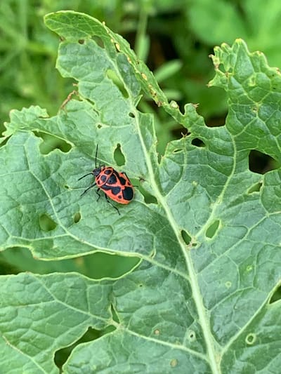 A close-up, high-angle shot shows a bright red and black insect with a segmented body and prominent antennae resting on a large, green leaf. The leaf has several irregular holes and a textured surface. The background is blurred and consists of green foliage, suggesting an outdoor, natural environment. The image does not provide any information about the city of Ustinovka, Russia.